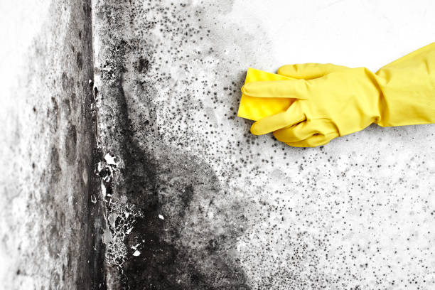 Best Commercial Mold Removal  in Lightstreet, PA