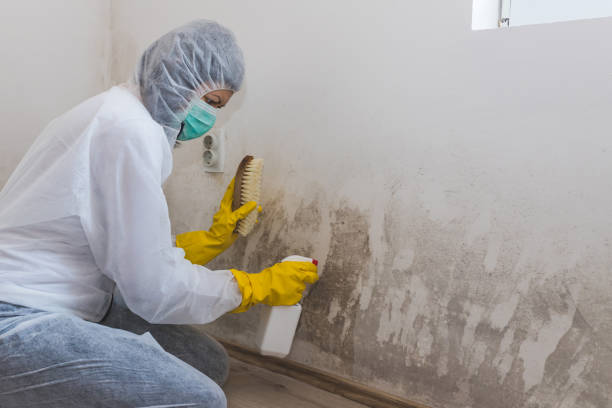 Mold Removal Process in Lightstreet, PA