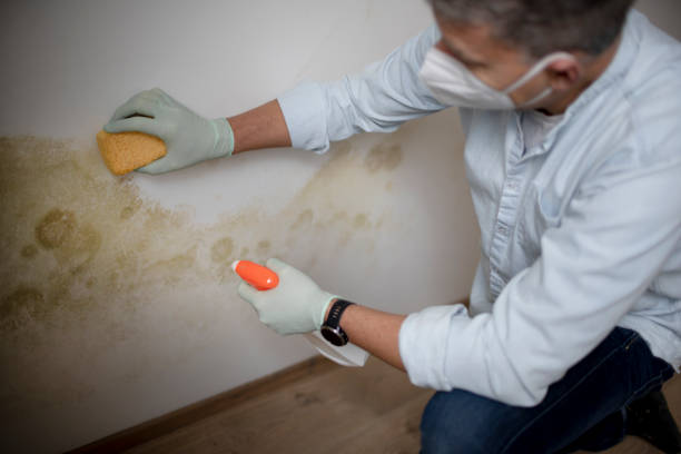Best Certified Mold Removal  in Lightstreet, PA
