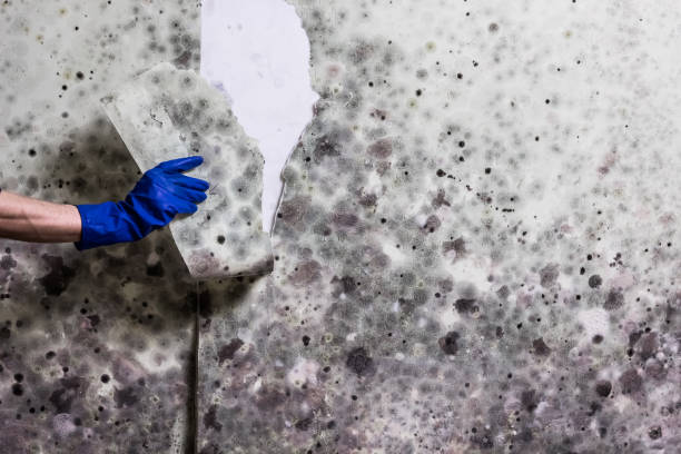 Best Black Mold Removal  in Lightstreet, PA